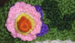 Thistlebees Image